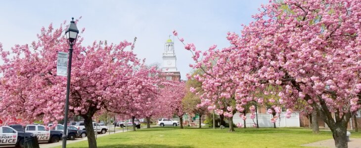 Cherry blossom trees in full bloom near a historic white clock tower.