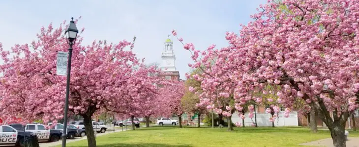 Cherry blossom trees in full bloom near a historic white clock tower.